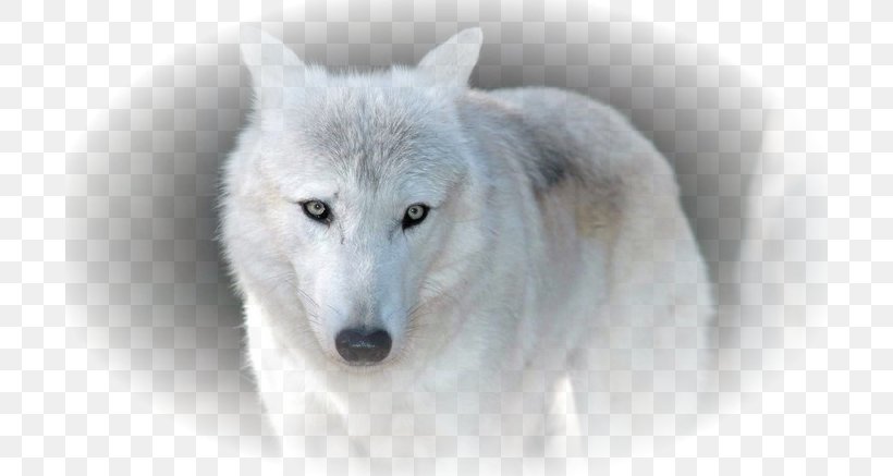 Siberian Husky Arctic Wolf African Wild Dog Alaskan Tundra Wolf, PNG, 700x437px, Siberian Husky, African Wild Dog, Alaskan Tundra Wolf, Animal, Arctic Download Free