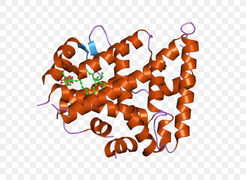 CAPNS1 Food Calpain Protein Clip Art, PNG, 800x600px, Food, Calpain, Gene, Homo Sapiens, Protein Download Free