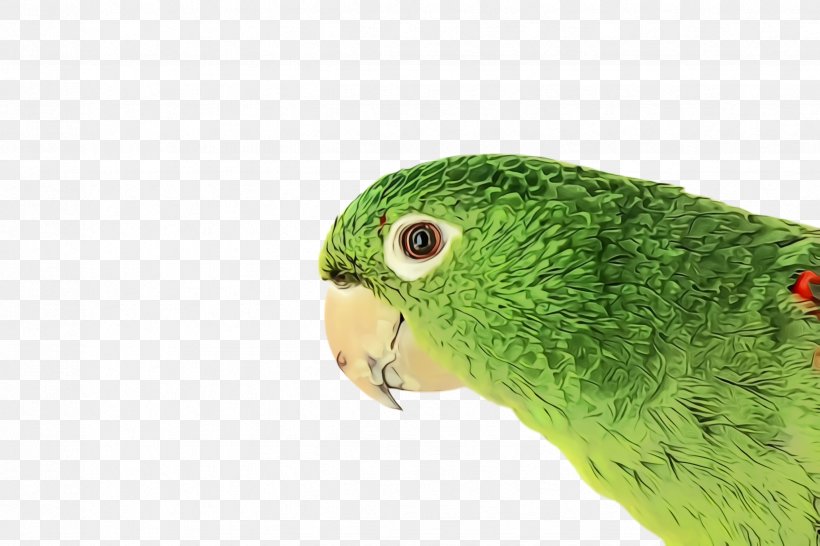 Lovebird, PNG, 2448x1632px, Watercolor, Beak, Bird, Budgie, Green Download Free