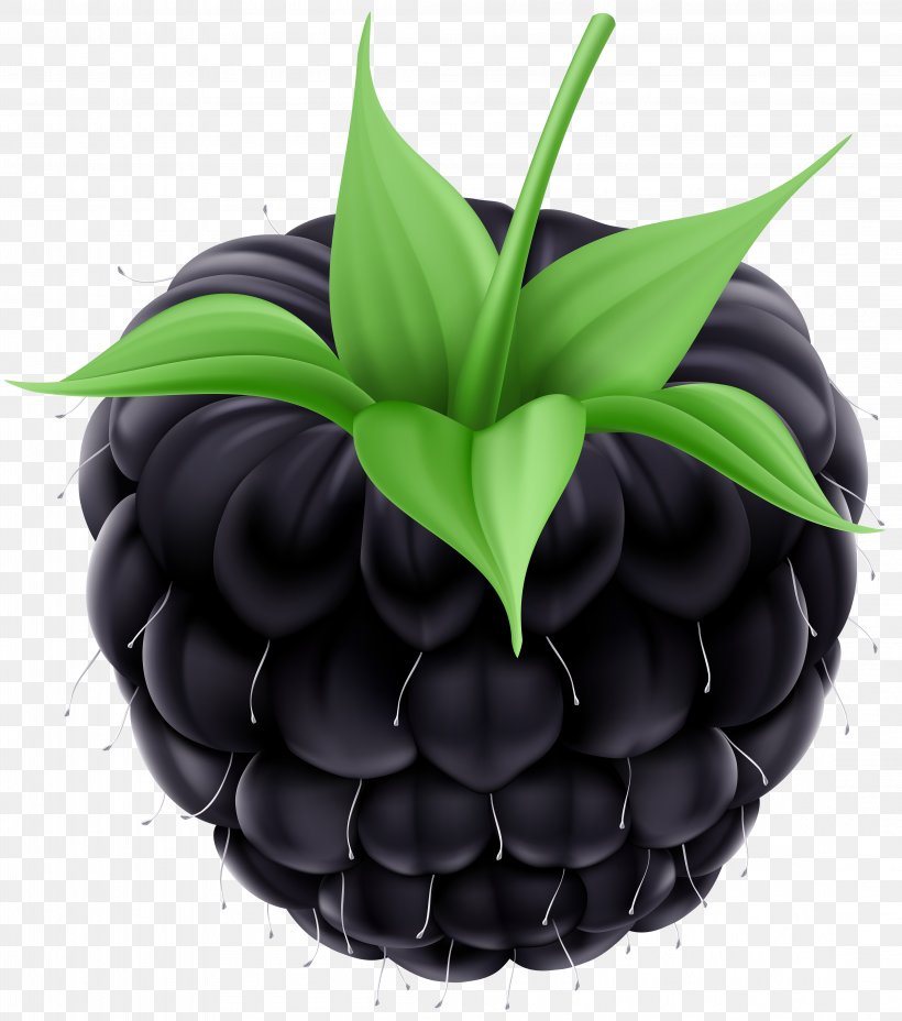 BlackBerry Fruit Clip Art, PNG, 4416x5000px, Blackberry, Berry, Blackberry Winter, Flower, Flowerpot Download Free