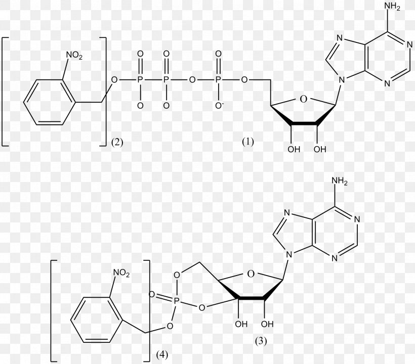 Nicotinamide Adenine Dinucleotide Phosphate Photostimulation Glutamic Acid Adenosine Triphosphate Cell, PNG, 1994x1751px, Photostimulation, Adenosine, Adenosine Triphosphate, Area, Black And White Download Free