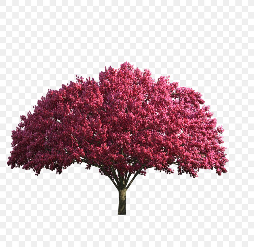 Tree, PNG, 800x800px, Tree, Binary Large Object, Blossom, Connectedcomponent Labeling, Image Processing Download Free