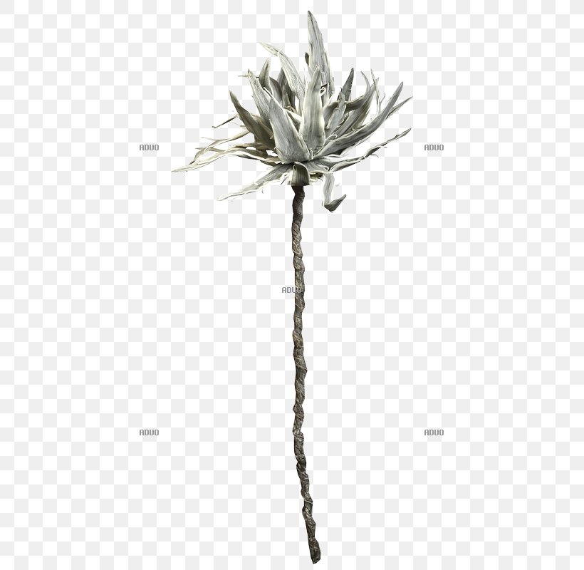 Twig Plant Stem Flowering Plant, PNG, 800x800px, Twig, Branch, Flora, Flowering Plant, Plant Download Free