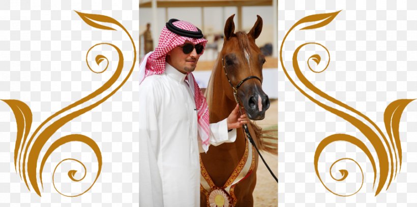 Arabian Horse Stallion Rein Stud Farm المحمدية تمور ممتازة, PNG, 900x448px, Arabian Horse, Abdullah Of Saudi Arabia, Arabian Peninsula, Brand, Bridle Download Free