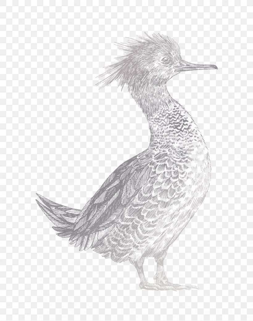 Duck Goose Bird Chicken Packaging And Labeling, PNG, 825x1048px, Duck, Animal, Beak, Bird, Black And White Download Free