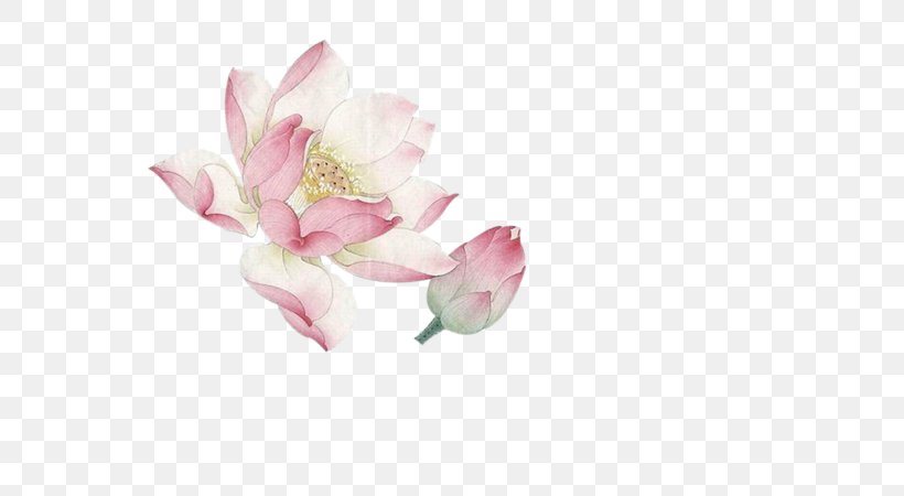 Flower Nelumbo Nucifera Download, PNG, 580x450px, Flower, Art, Blossom, Cut Flowers, Floral Design Download Free