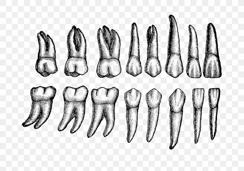 Human Tooth Dental Anatomy Permanent Teeth, PNG, 1275x893px, Human Tooth, Anatomy, Anterior Teeth, Arm, Black And White Download Free
