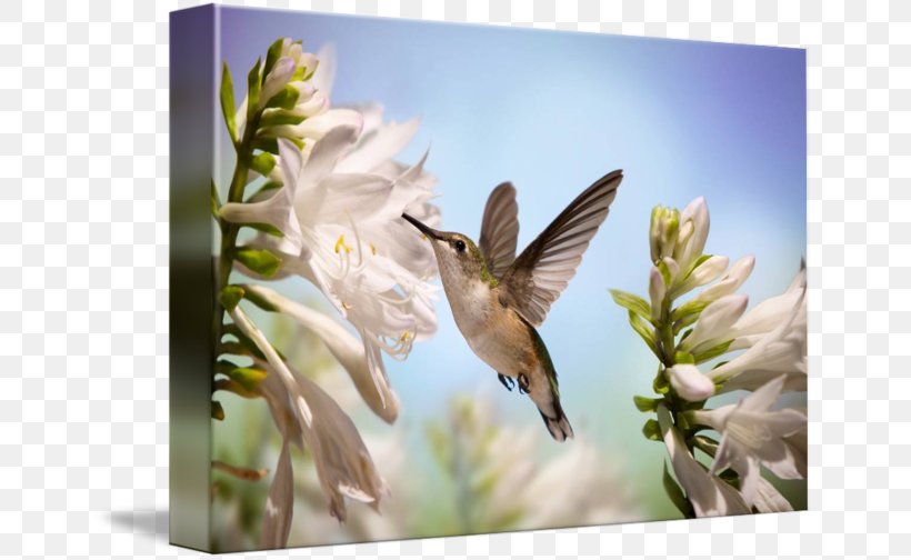 Hummingbird Flower White Beak, PNG, 650x504px, Hummingbird, Art, Beak, Bird, Fauna Download Free