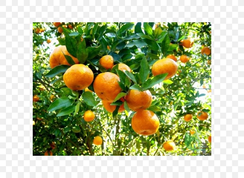 Mandarin Orange Bergamot Orange Fruit Food Citrus × Deliciosa, PNG, 600x600px, Mandarin Orange, Apricot, Bergamot Orange, Bergapten, Bitter Orange Download Free