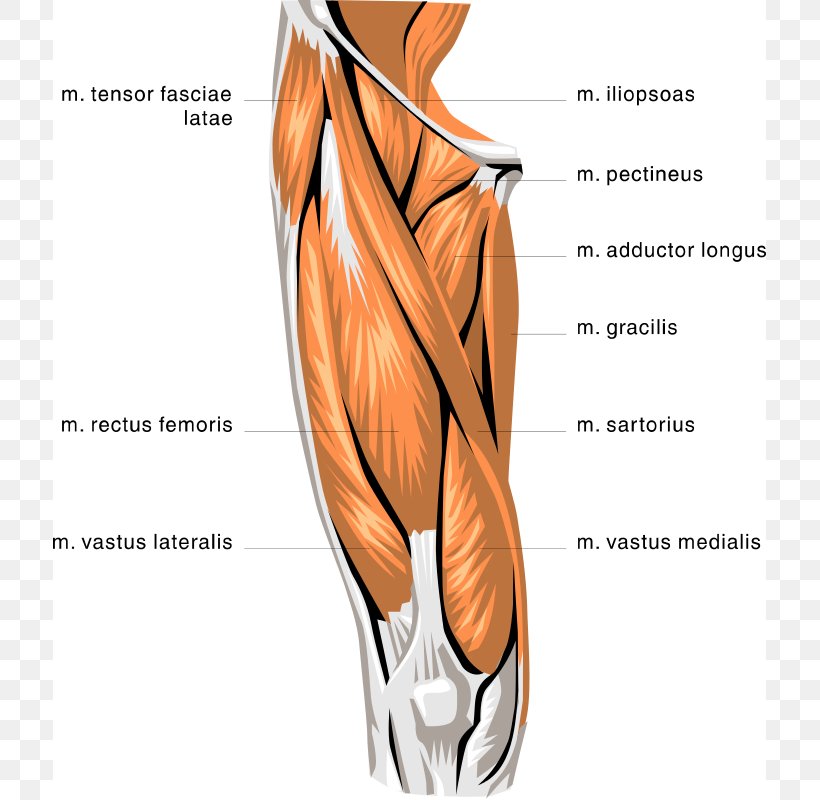 Rectus Femoris Muscle Quadriceps Femoris Muscle Biceps Femoris Muscle Knee, PNG, 713x800px, Watercolor, Cartoon, Flower, Frame, Heart Download Free