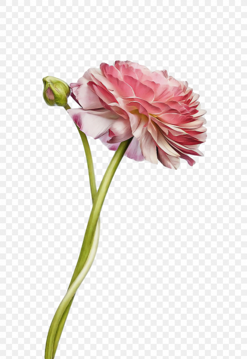 Spring Flower Spring Floral Flowers, PNG, 992x1440px, Spring Flower, Bud, Carnation, Cut Flowers, Flower Download Free