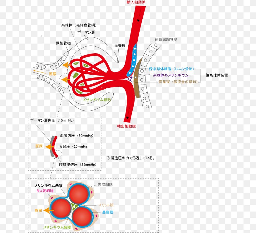 Line Point Angle, PNG, 642x749px, Watercolor, Cartoon, Flower, Frame, Heart Download Free