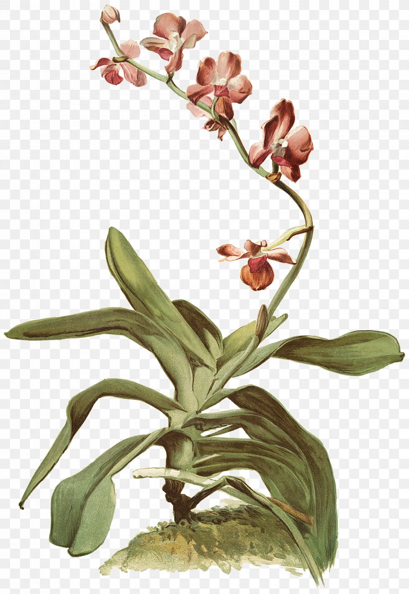 Moth Orchids Cattleya Orchids Twig Bud Plant Stem, PNG, 2477x3600px, Moth Orchids, Branch, Bud, Cattleya, Cattleya Orchids Download Free