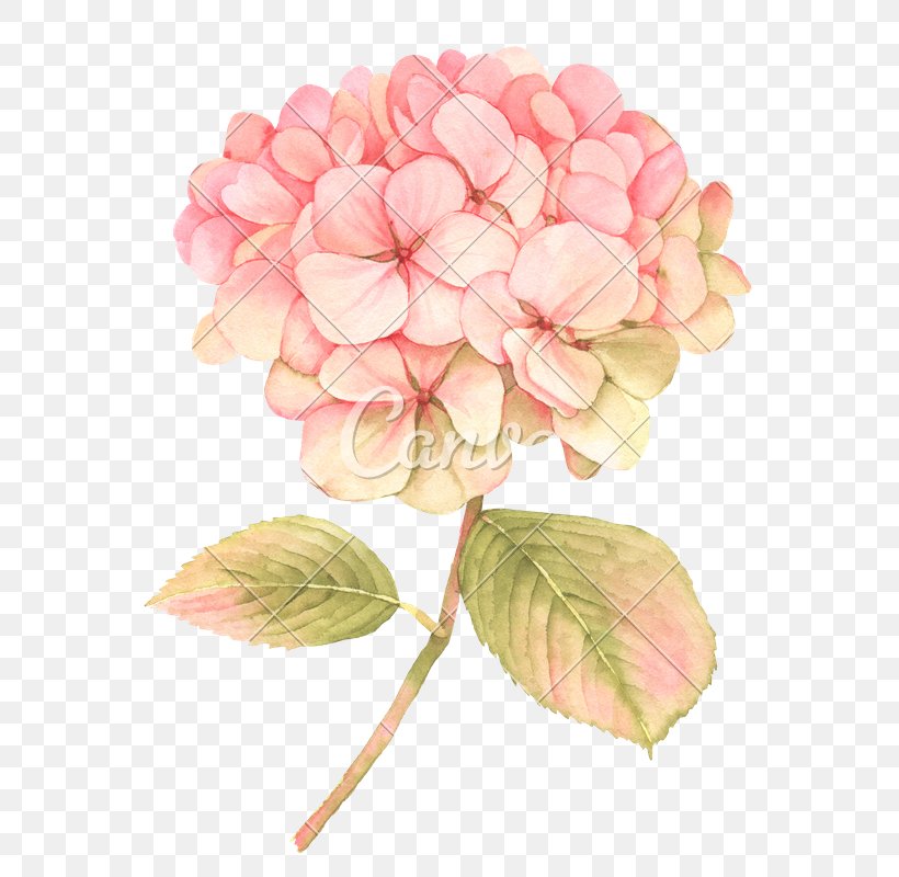 Flower Clip Art Floral Design Blossom Illustration, PNG, 592x800px, Flower, Artificial Flower, Blossom, Cornales, Cut Flowers Download Free