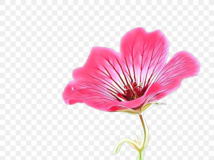 Flower Petal Plant Pink Peruvian Lily, PNG, 2307x1732px, Flower, Cut Flowers, Geraniaceae, Peruvian Lily, Petal Download Free