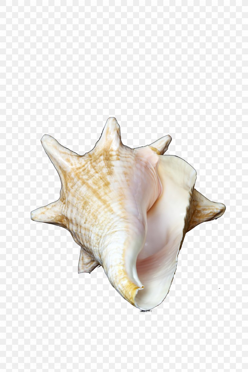 Sea Snail Clip Art, PNG, 3744x5616px, Sea Snail, Clams Oysters Mussels And Scallops, Conch, Conchology, Fish Download Free