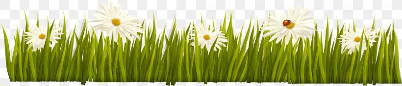Wheatgrass Commodity Computer Wallpaper, PNG, 2001x432px, Wheatgrass, Commodity, Computer, Grass, Grass Family Download Free