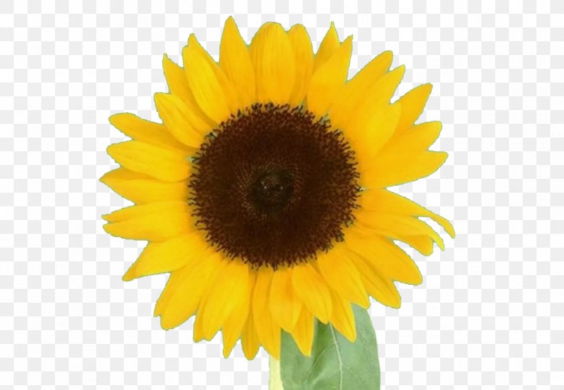 Common Sunflower Avatar Cartoon, PNG, 1297x898px, Common Sunflower, Ali, Avatar, Cartoon, Character Structure Download Free
