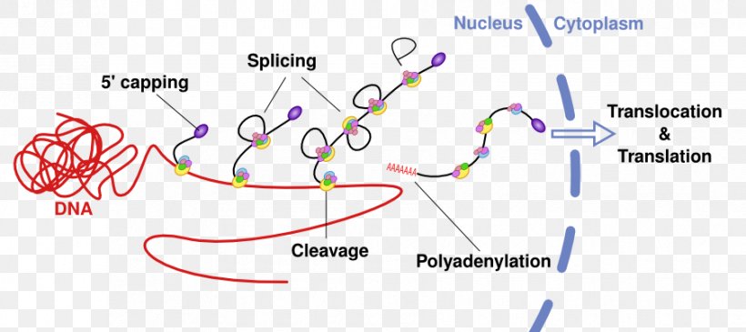 RNA Splicing Precursor MRNA Alternative Splicing Messenger RNA, PNG, 903x402px, Rna Splicing, Alternative Splicing, Area, Biology, Diagram Download Free