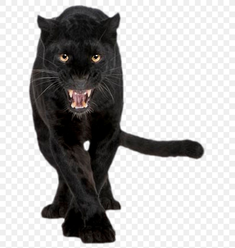 Black Panther Jaguar Cougar Felidae Cat, PNG, 644x864px, Black Panther, Big Cat, Big Cats, Black, Black Cat Download Free