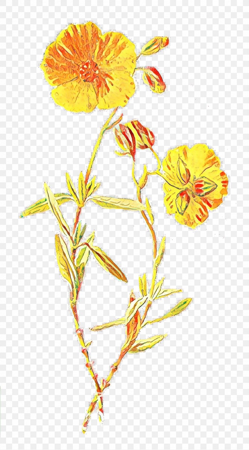 Familiar Wild Flowers Botanical Illustration Botany Wildflower, PNG, 877x1584px, Familiar Wild Flowers, Botanical Illustration, Botany, English Marigold, Evening Primrose Download Free