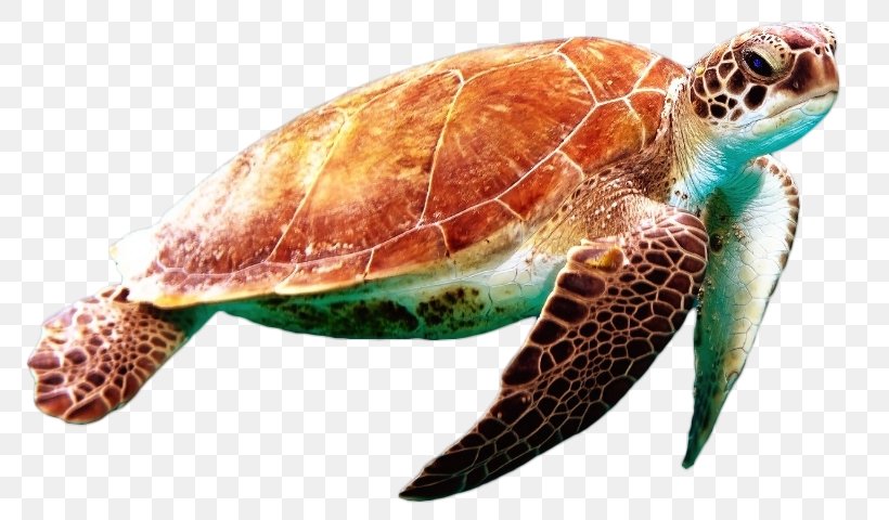 Green Sea Turtle Reptile, PNG, 796x480px, Turtle, Caretta, Emydidae, Green Sea Turtle, Loggerhead Download Free