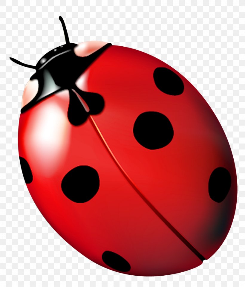 Ladybird Beetle Ladybug, Ladybug, Fly Away Home, PNG, 883x1034px, Ladybird Beetle, Beetle, Insect, Invertebrate, Ladybird Download Free