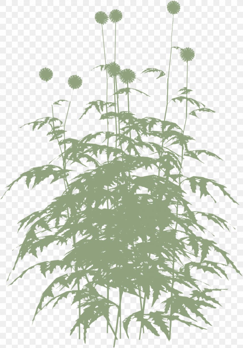 Plant Stem Leaf Flowering Plant Herb, PNG, 896x1280px, Plant Stem, Branch, Flower, Flowering Plant, Grass Download Free