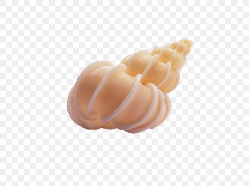 Seashell Conch, PNG, 1600x1200px, Seashell, Conch, Gratis, Ice Cream Cone, Lobatus Gigas Download Free