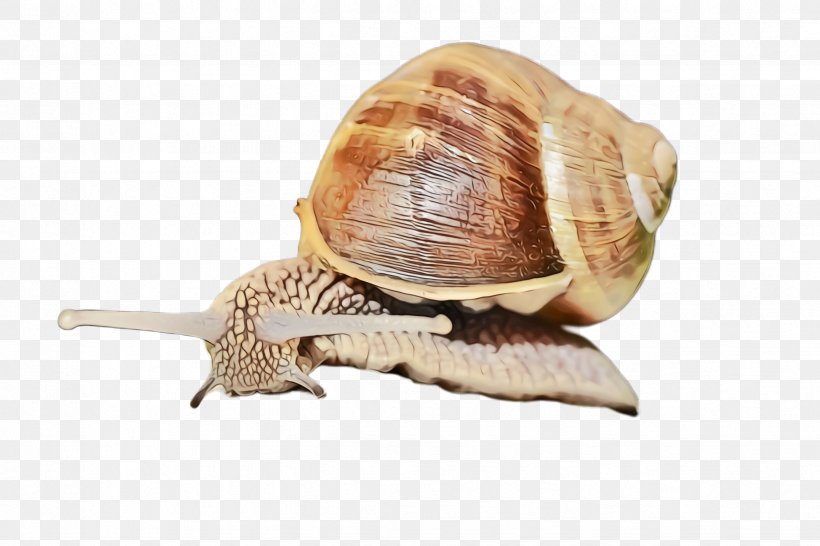 Snails And Slugs Lymnaeidae Snail Sea Snail Escargot, PNG, 2448x1632px, Watercolor, Escargot, Lymnaeidae, Paint, Sea Snail Download Free