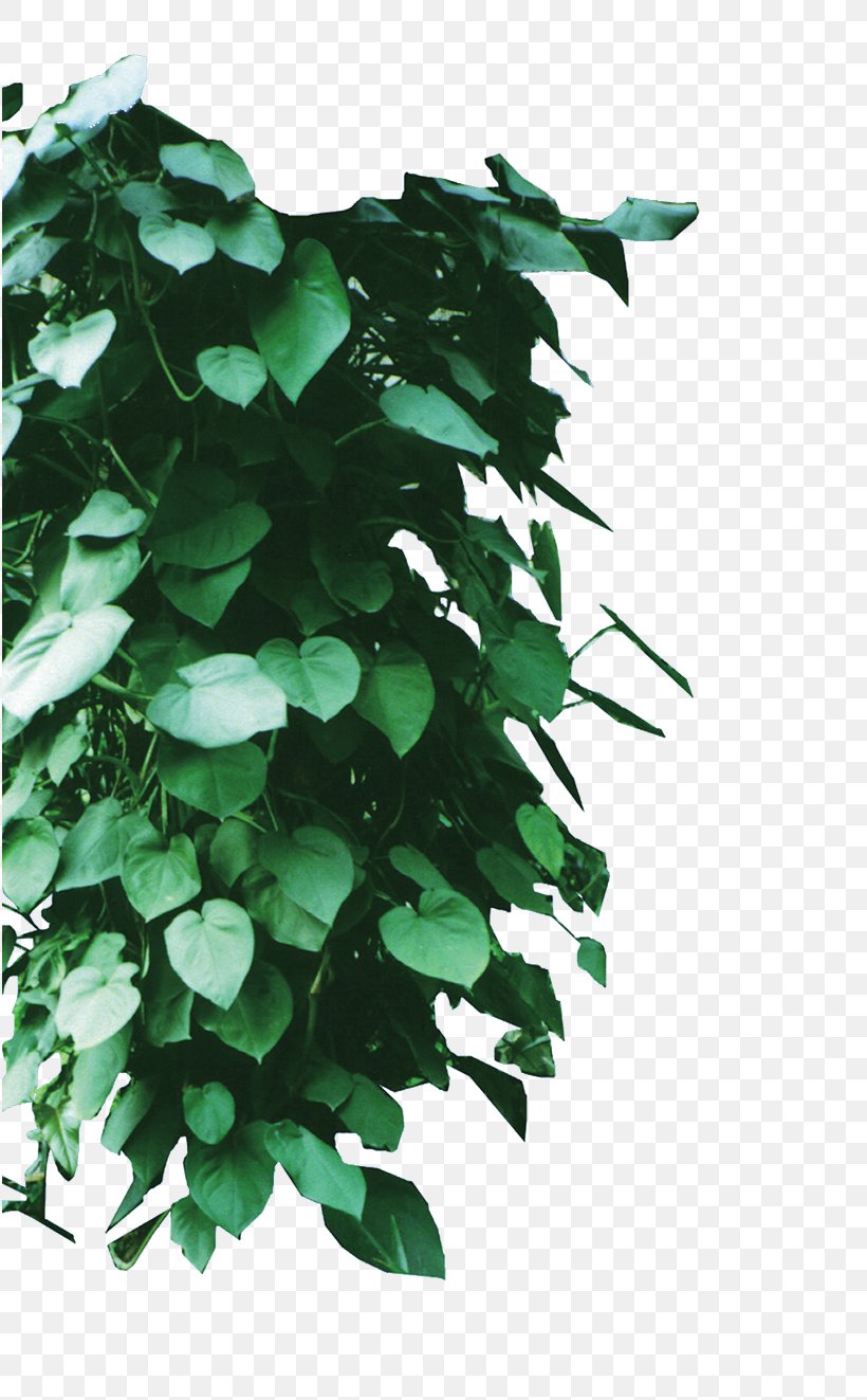 Vine Download, PNG, 816x1323px, Vine, Branch, Green, Ivy, Leaf Download Free