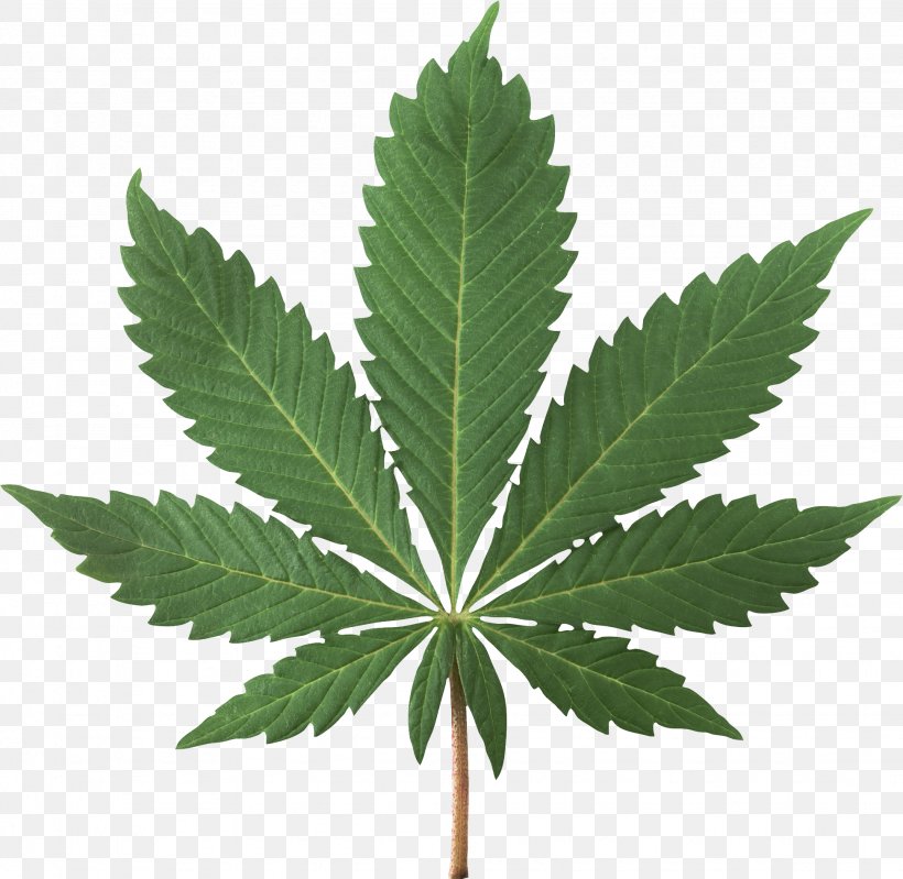 Cannabis Sativa Cannabis Smoking Cannabis Ruderalis Marijuana, PNG, 1946x1898px, Cannabis Sativa, Cannabis, Cannabis Ruderalis, Cannabis Smoking, Decriminalization Download Free
