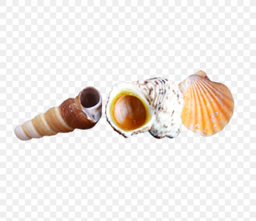 Conch Computer File, PNG, 1402x1215px, Conch, Beach, Cockle, Conchology, Designer Download Free
