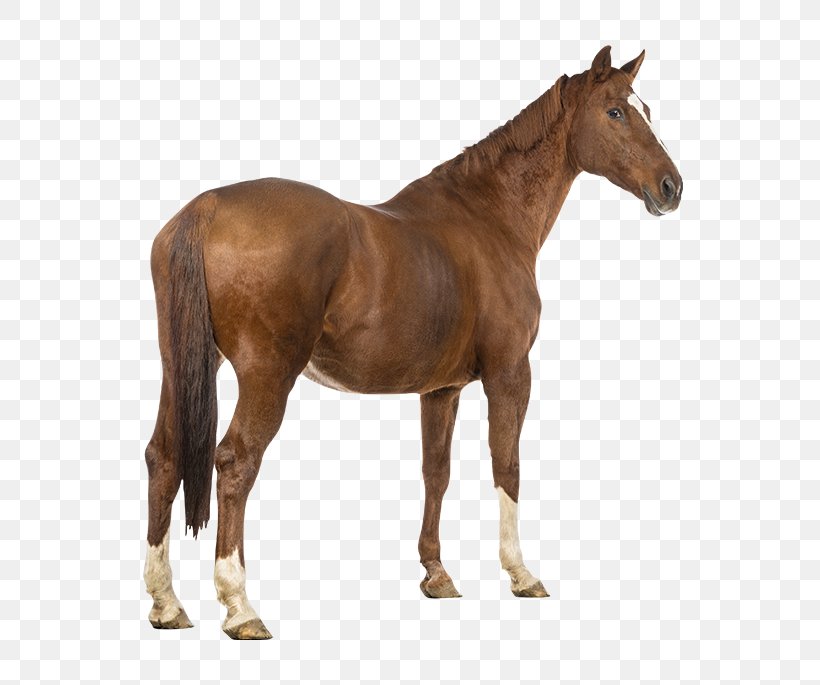 Light Arabian Horse Equestrian Tail Horse Tack, PNG, 650x685px, Light, Arabian Horse, Bit, Breastplate, Bridle Download Free