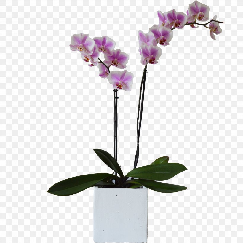 Moth Orchids Plant Cut Flowers Flowerpot, PNG, 4368x4368px, Orchids, Artificial Flower, Branch, Color, Cut Flowers Download Free
