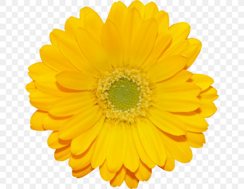 Transvaal Daisy Stock Photography Flower Yellow, PNG, 650x638px, Transvaal Daisy, Annual Plant, Calendula, Chrysanthemum Coronarium, Chrysanths Download Free