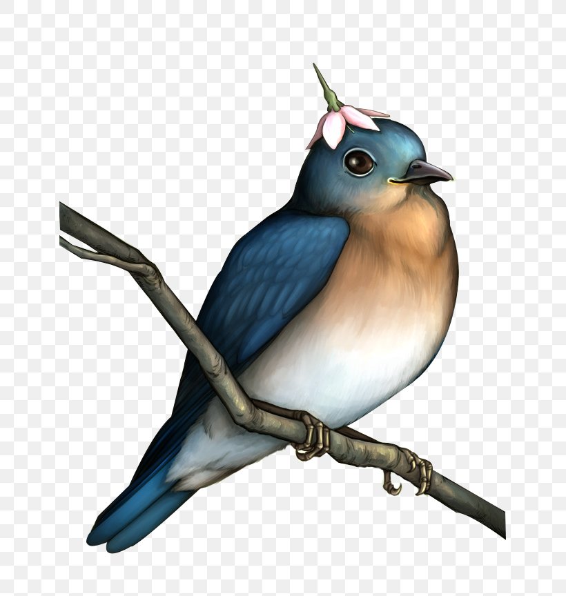 Bird Flower, PNG, 648x864px, Bird, Beak, Blue Jay, Bluebird, Fauna Download Free