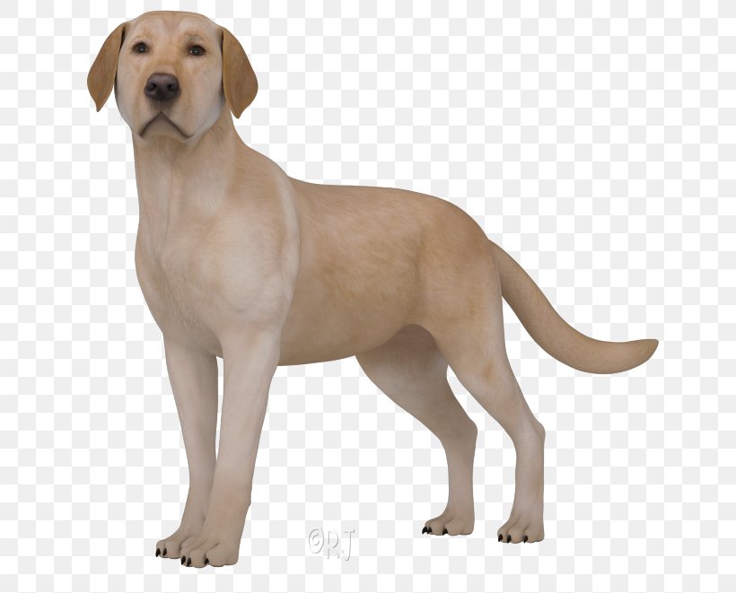 Labrador Retriever Broholmer Puppy Dog Breed Companion Dog, PNG, 663x661px, Labrador Retriever, Ancient Dog Breeds, Breed, Broholmer, Carnivoran Download Free