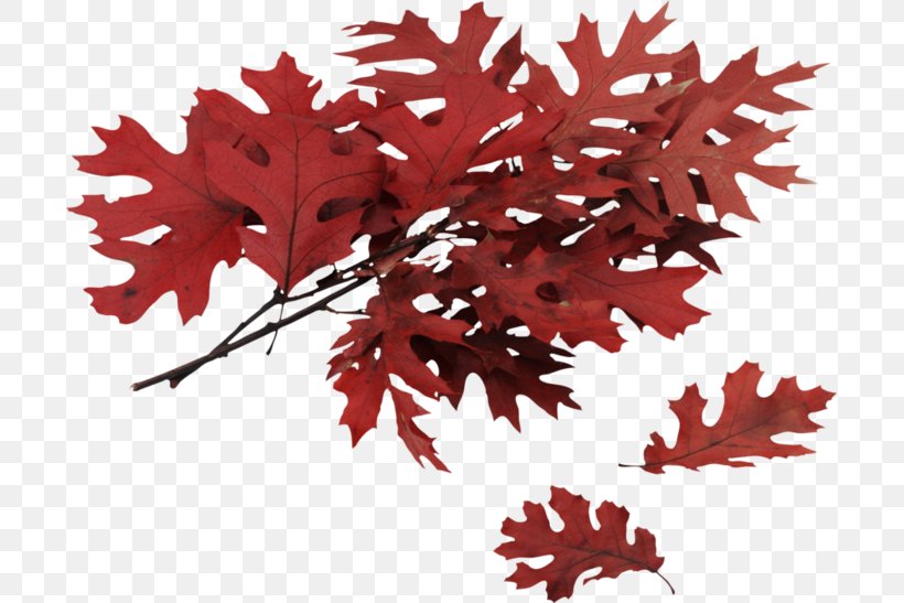 Northern Red Oak Leaf Tree, PNG, 699x547px, Northern Red Oak, Autumn, Autumn Leaf Color, Branch, Eastern Redbud Download Free