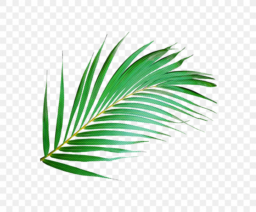 Palm Trees, PNG, 1736x1439px, Plant Stem, Biology, Grasses, Green, Leaf Download Free