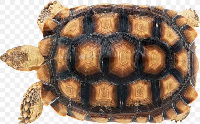 Turtle Shell Reptile Carapace Chinese Softshell Turtle, PNG, 2765x1723px, Turtle, African Spurred Tortoise, Animal, Box Turtle, Carapace Download Free