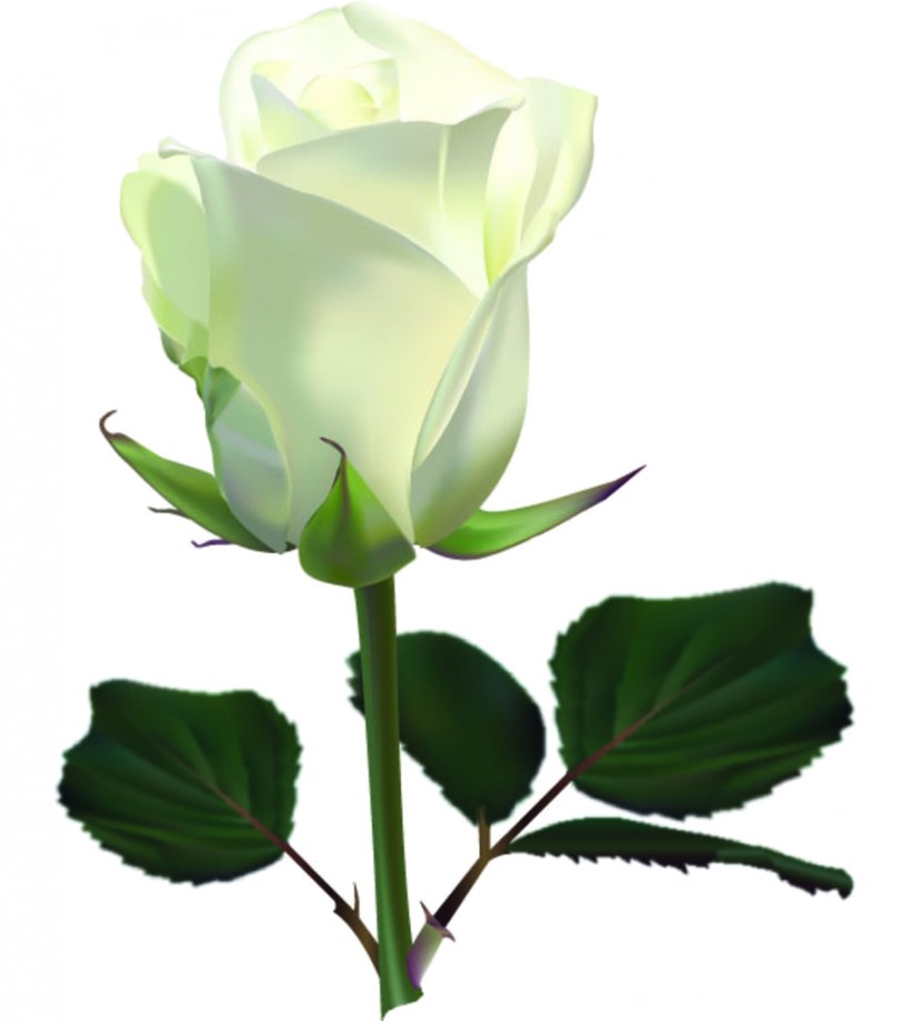 Rose Flower Clip Art, PNG, 913x1024px, Rose, Branch, Bud, Cut Flowers, Flower Download Free