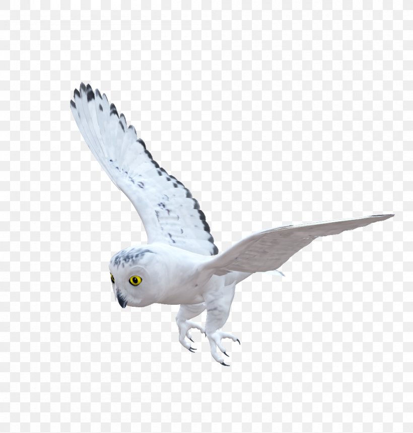 Bird Of Prey Owl Beak Fauna, PNG, 1000x1050px, Bird, Animal, Beak, Bird Of Prey, Falcon Download Free