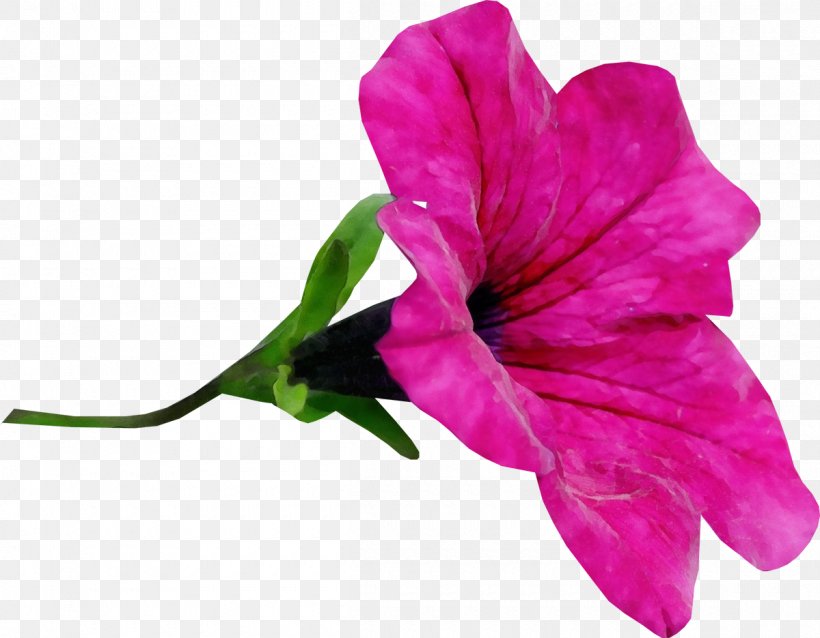 Flower Petal Bougainvillea Plant Pink, PNG, 1200x935px, Watercolor, Bougainvillea, Flower, Flowering Plant, Magenta Download Free