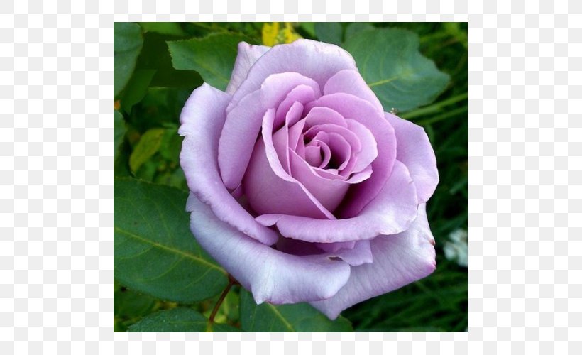 Hybrid Tea Rose Garden Roses Blue Rose, PNG, 500x500px, Hybrid Tea Rose, Annual Plant, Blue, Blue Moon, Blue Rose Download Free