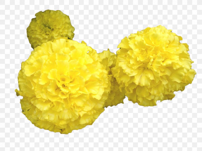 Mansu Hill Grand Monument Mexican Marigold Toran Flower, PNG, 1200x900px, Mexican Marigold, Chrysanthemum, Cut Flowers, Flower, Marigold Download Free
