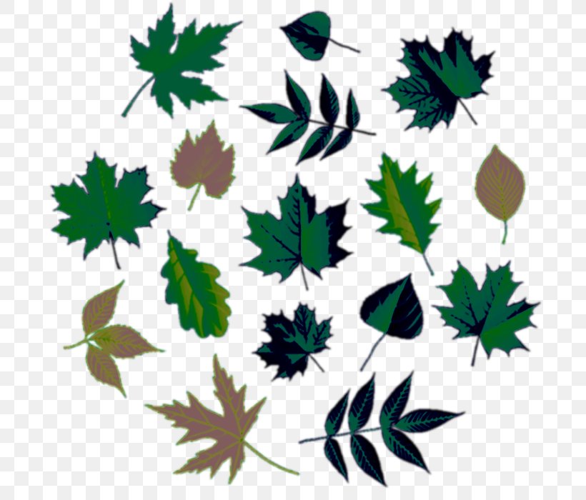 Maple Leaf Tree Euclidean Vector, PNG, 700x700px, Leaf, Branch, Cottonwood, Drawing, Elm Download Free