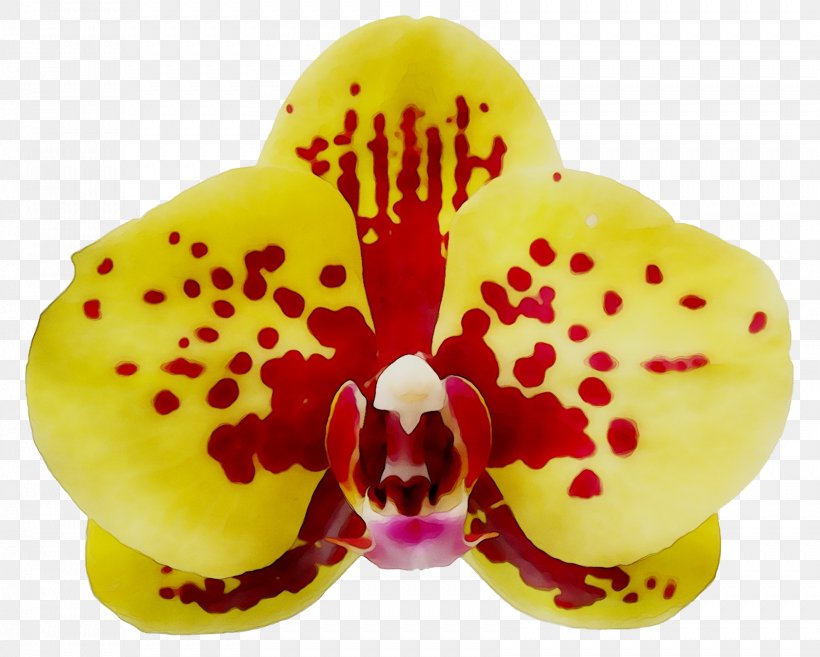 Moth Orchids, PNG, 1681x1347px, Moth Orchids, Cattleya, Flower, Flowering Plant, Iris Download Free