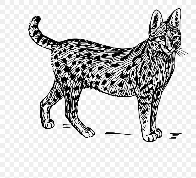 Savannah Cat Serval Wildcat Clip Art, PNG, 1000x910px, Savannah Cat, Big Cat, Big Cats, Black, Black And White Download Free