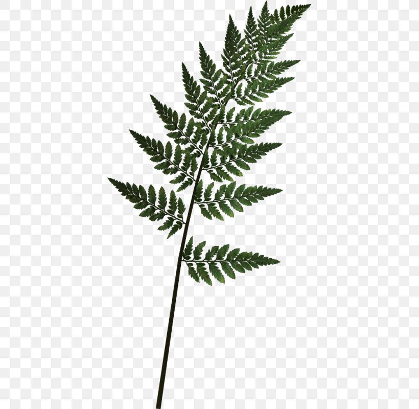 Vascular Plant Leaf Fern Tree, PNG, 401x800px, Vascular Plant, Arecaceae, Burknar, Equisetum, Evergreen Download Free